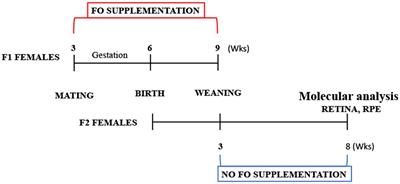 The supplementation of a high dose of fish oil during pregnancy and lactation led to an elevation in Mfsd2a expression without any changes in docosahexaenoic acid levels in the retina of healthy 2-month-old mouse offspring